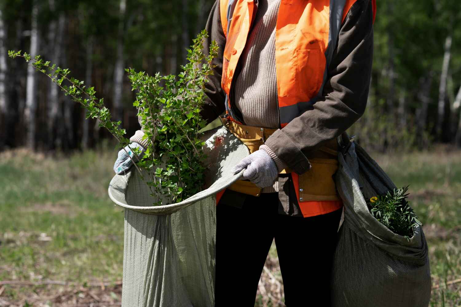 The Steps Involved in Our Tree Care Process in Corralitos, CA